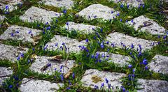 zwischen den pflastersteinen...