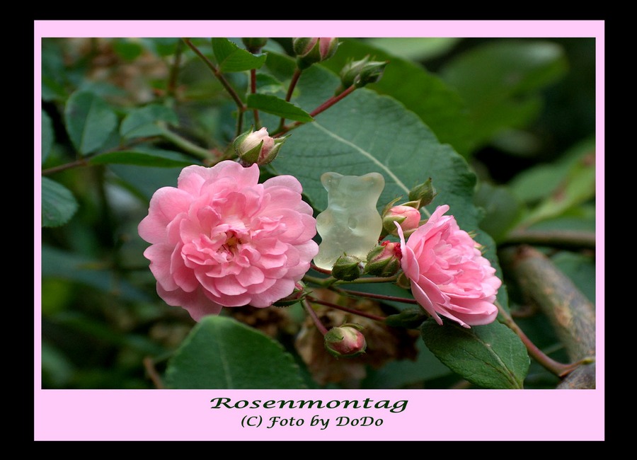 Zwischen den Rosen ist es am schönsten...!