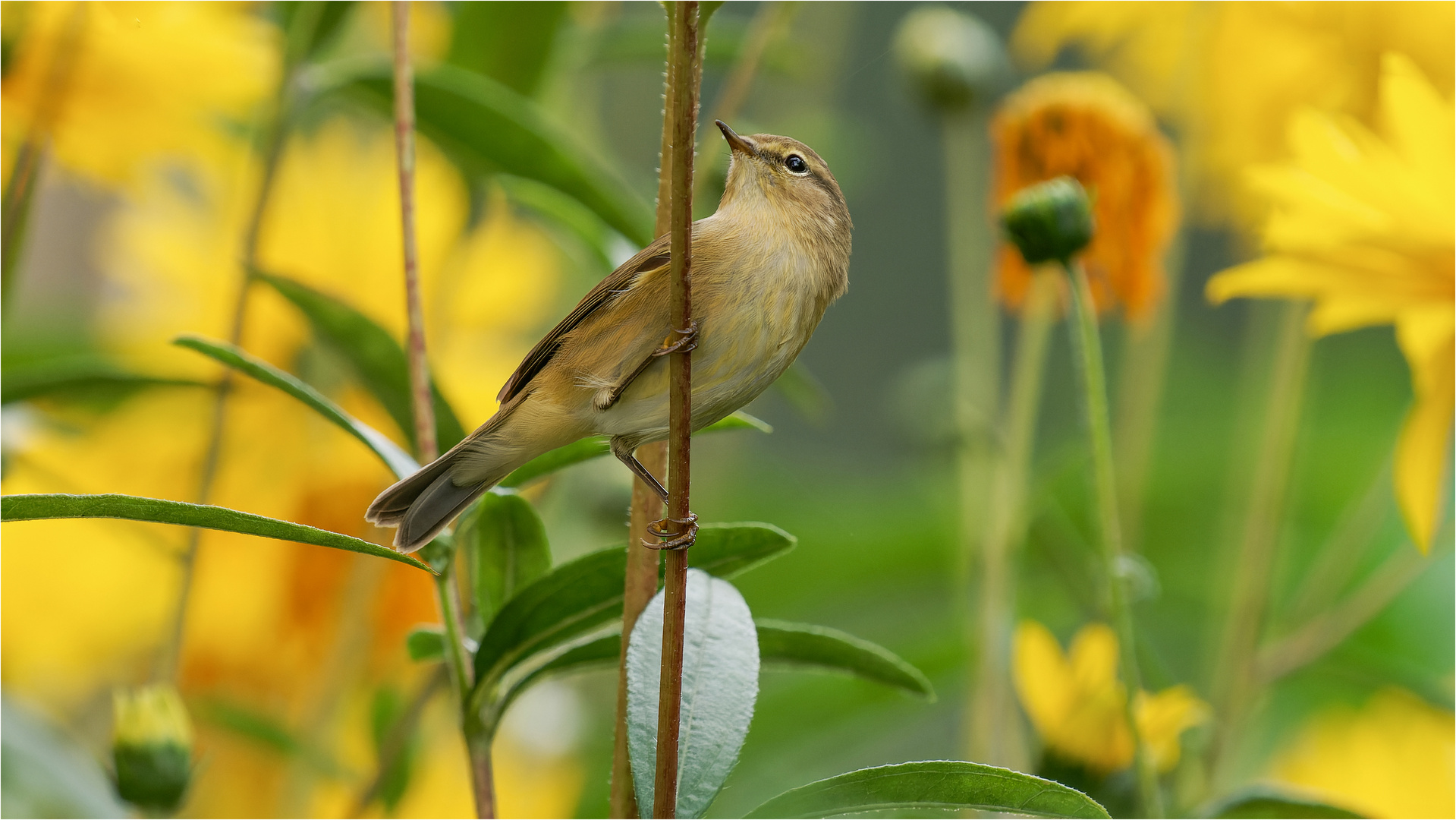 zwischen den Sonnenblumen an einem Stängel  .....