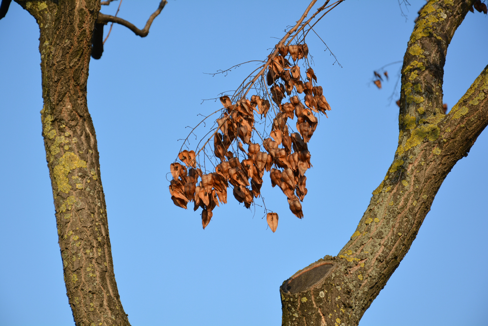 Zwischen den Stämmen