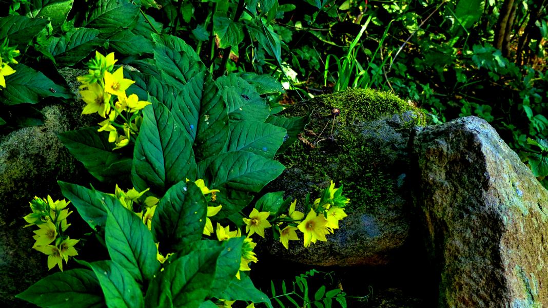 Zwischen den Steinen