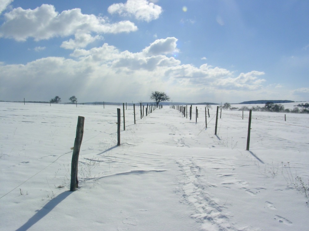 Zwischen den Weiden