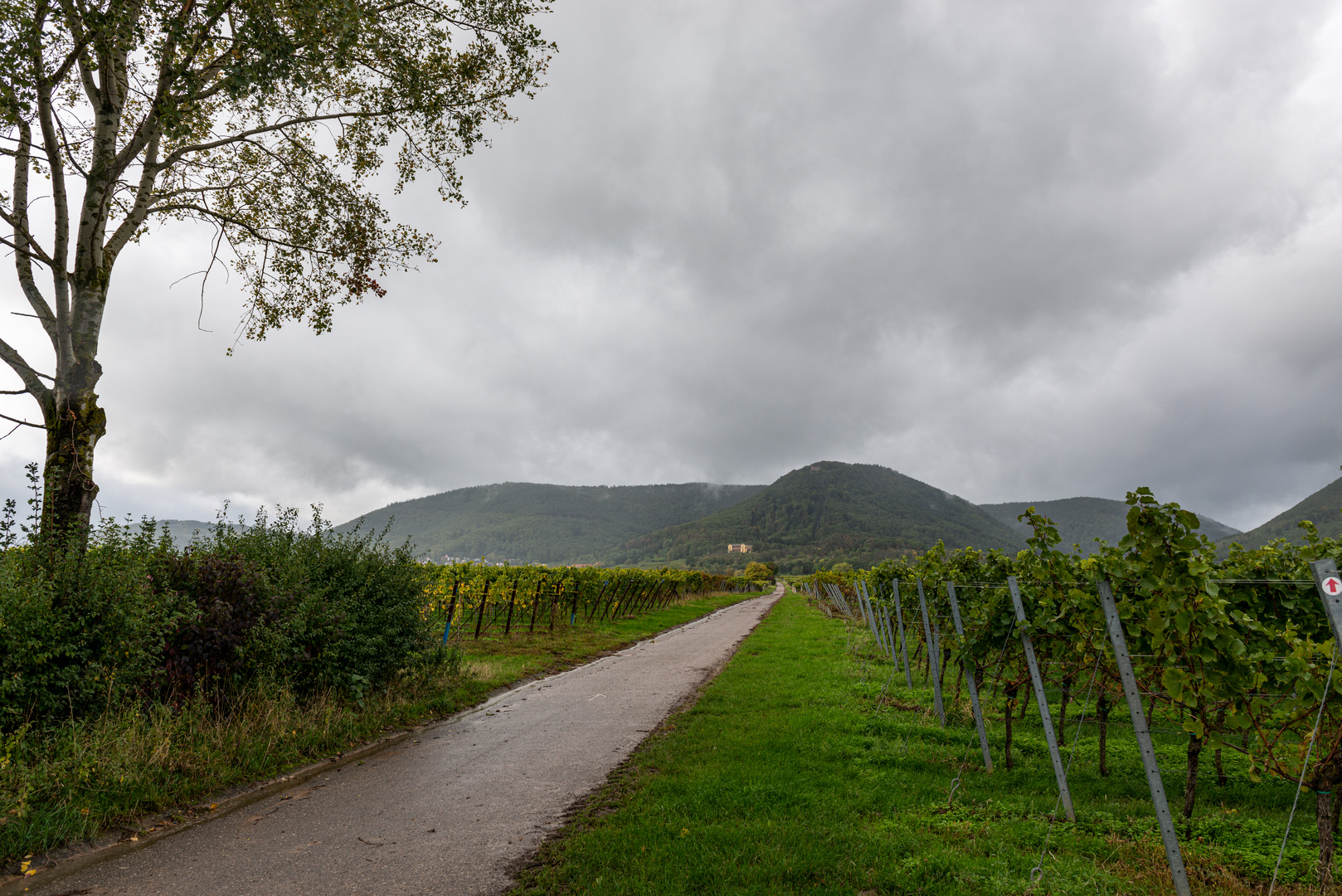 Zwischen den Weinbergen der Pfalz