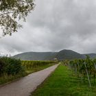 Zwischen den Weinbergen der Pfalz