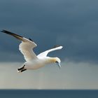 Zwischen den Wetterfronten...Basstölpel auf Helgoland