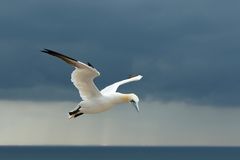 Zwischen den Wetterfronten...Basstölpel auf Helgoland