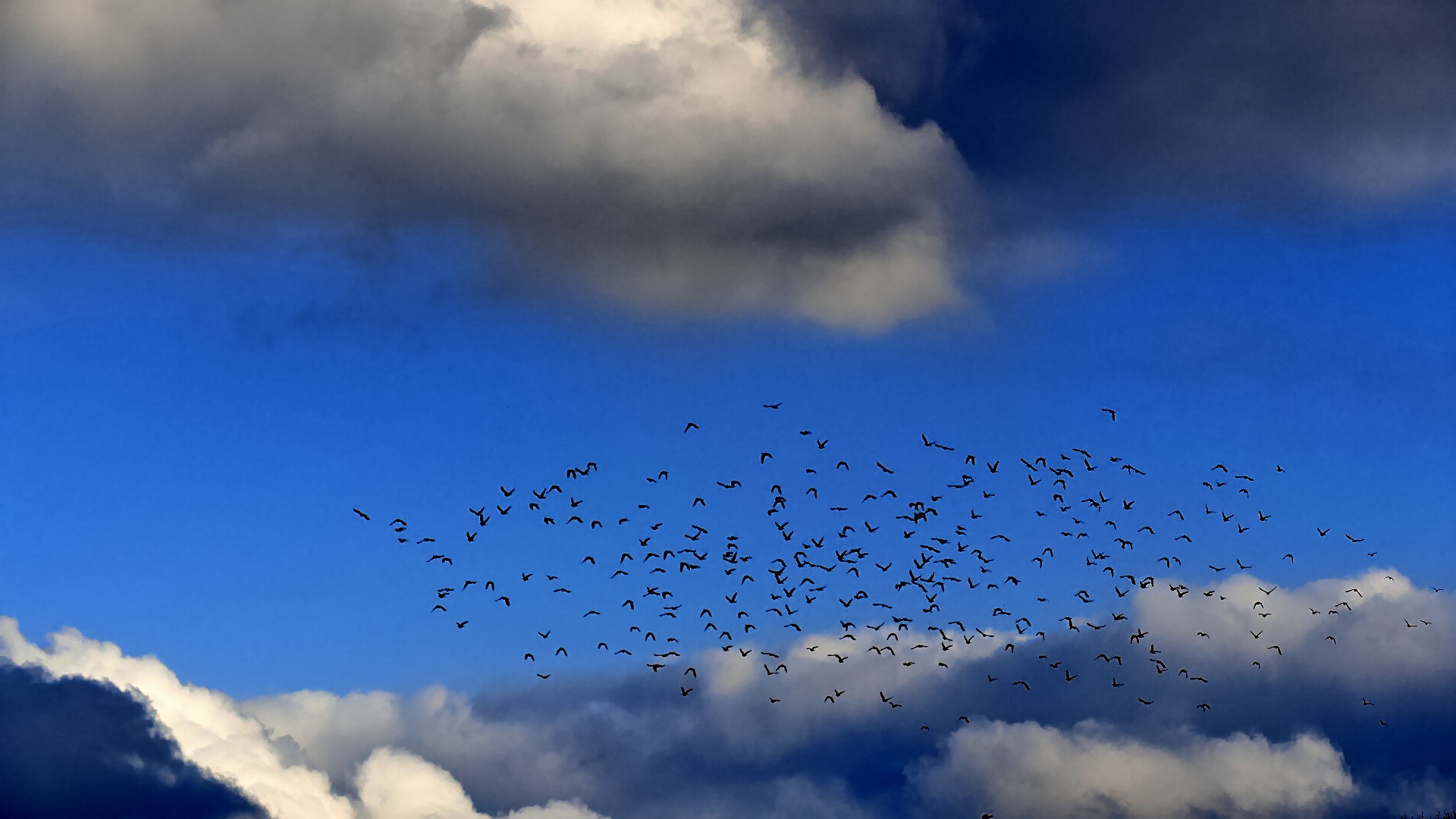 Zwischen den Wolken - Kibitze