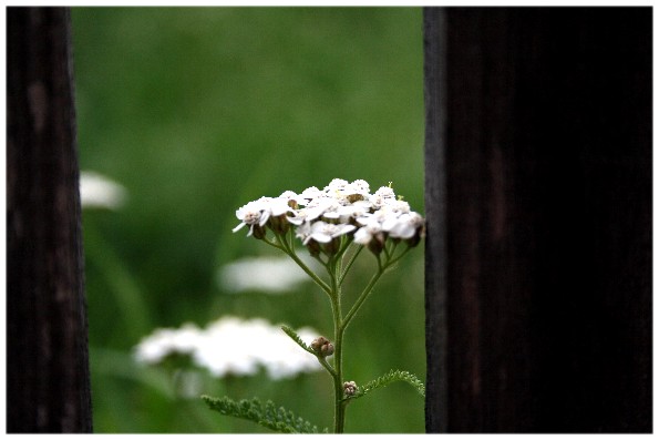 Zwischen Den Zaunlatten ....