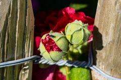 zwischen den Zaunlatten eines Bauerngartens