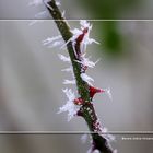 Zwischen den Zeiten ... Eisrosendornenzauber [4]