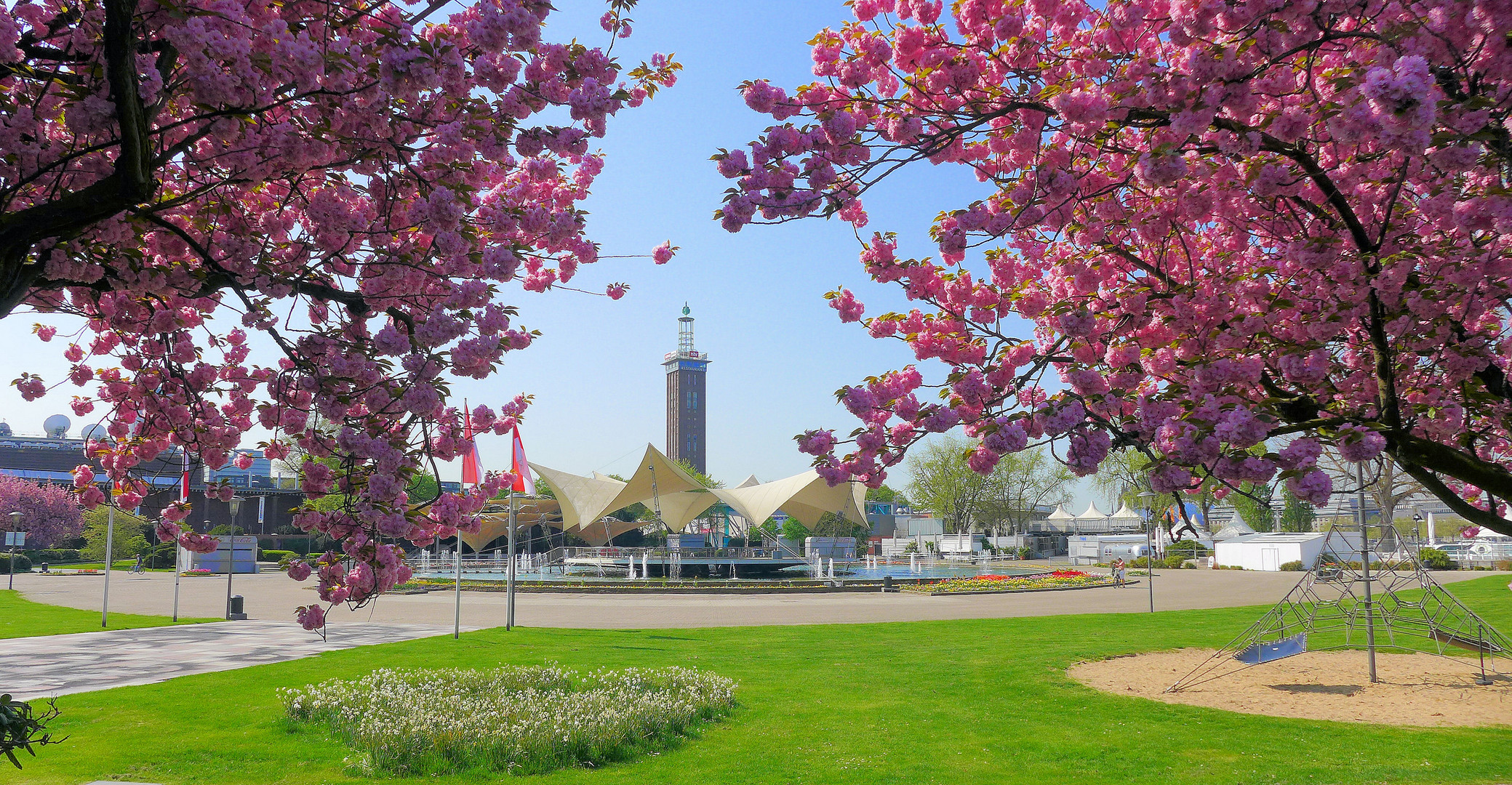 Zwischen der Kirschblüte