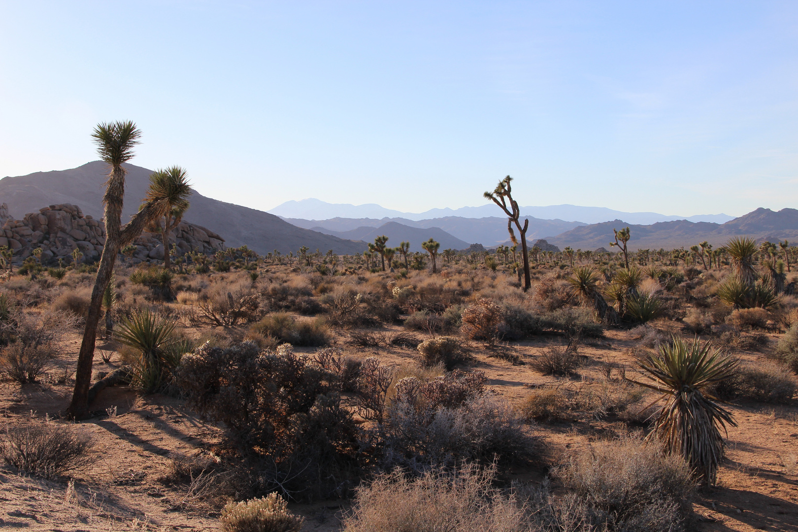 zwischen der Mojave- und der Colorado-Wüste