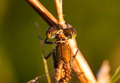 Zwischen die Augen