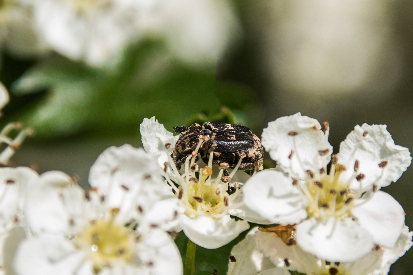 Zwischen die Blüten gestolpert