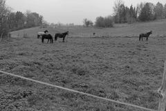 Zwischen Dir und dem Pferd