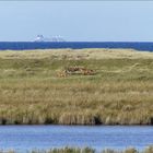 Zwischen Düne und Meer