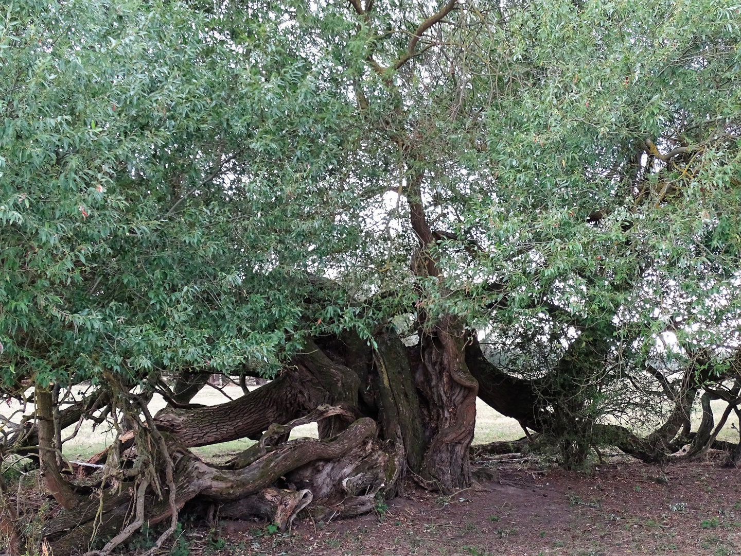 Zwischen Elbe, Uckermark und Schorfheide