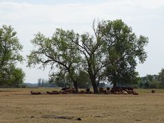 Zwischen Elbe, Uckermark und Schorfheide