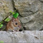 zwischen Felsspalten... Waldmaus *Apodemus sylvaticus*