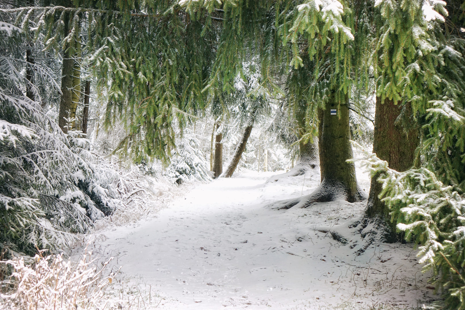 zwischen Fichtenwald und Winterluft ...