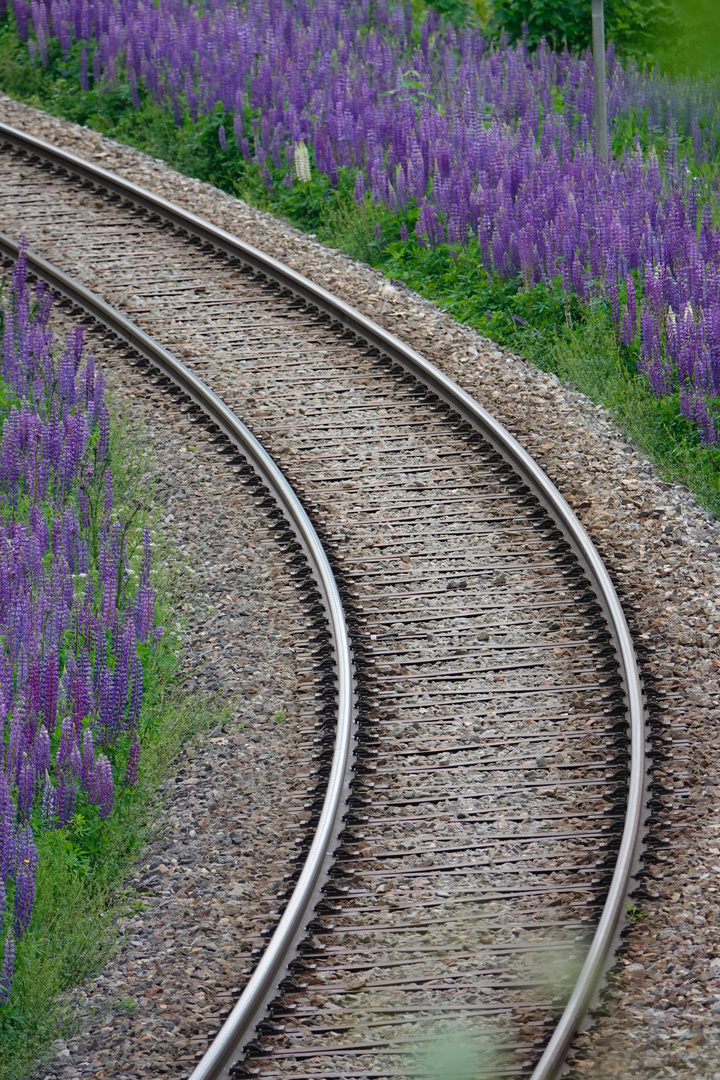 Zwischen Freiburg und Alt Glashütten