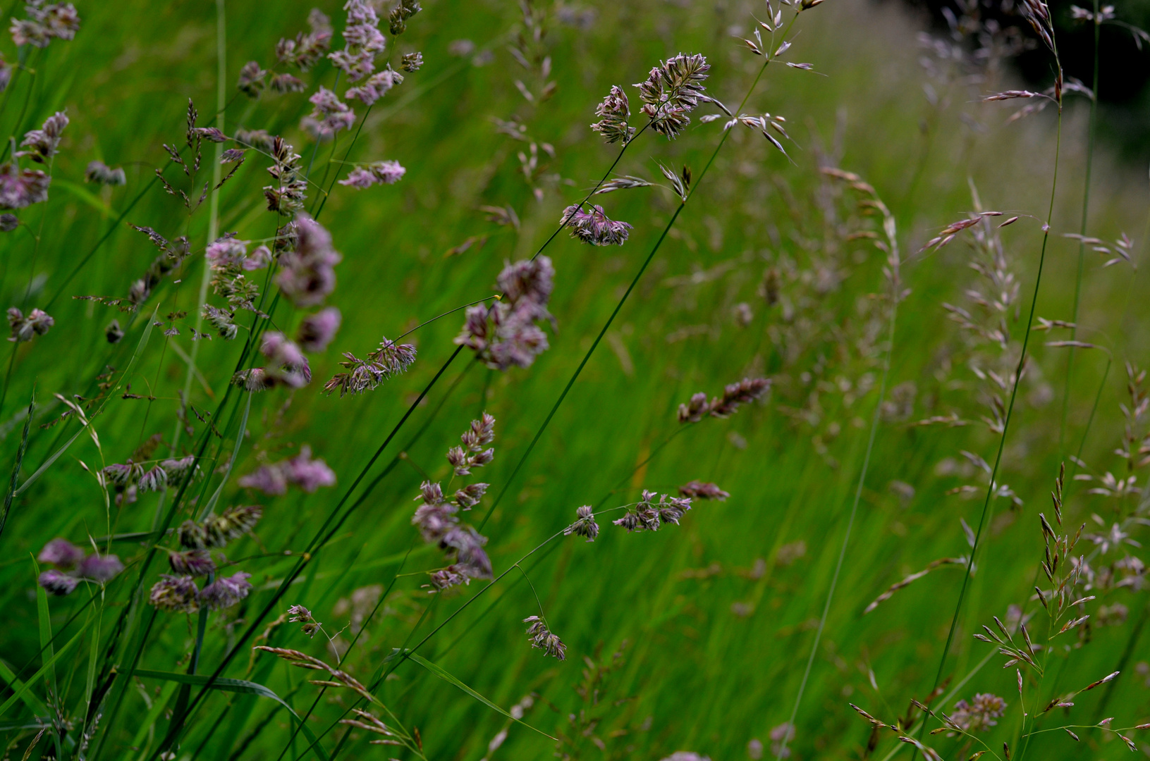 Zwischen Frühling und Sommer