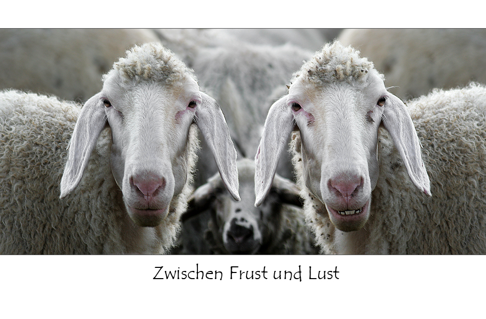 Zwischen Frust und Lust