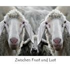 Zwischen Frust und Lust