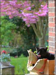 Zwischen Gartenpflege