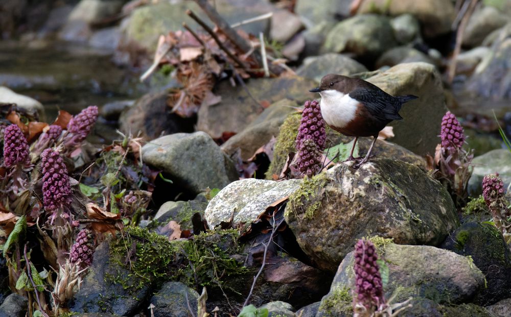 Zwischen Gewöhnlicher Pestzwurz : Wasseramsel 