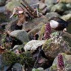 Zwischen Gewöhnlicher Pestzwurz : Wasseramsel 