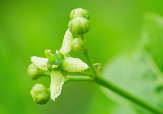 ZWISCHEN GIFT UND GLANZ - DIE GEHEIMNISVOLLE WELT DES SPINDELSTRAUCHS