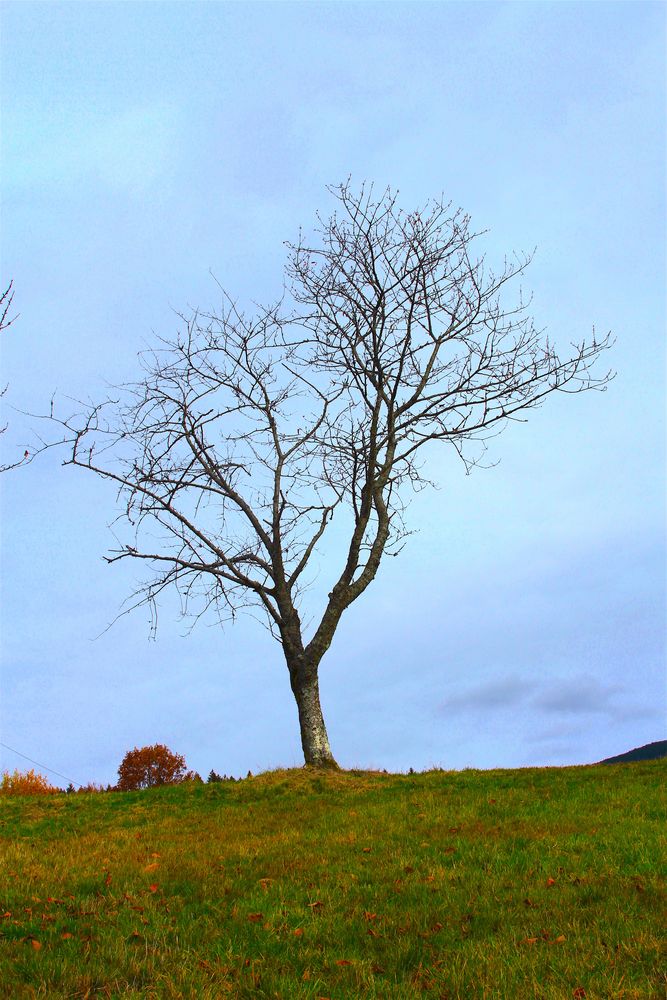 Zwischen Herbst und Schnee