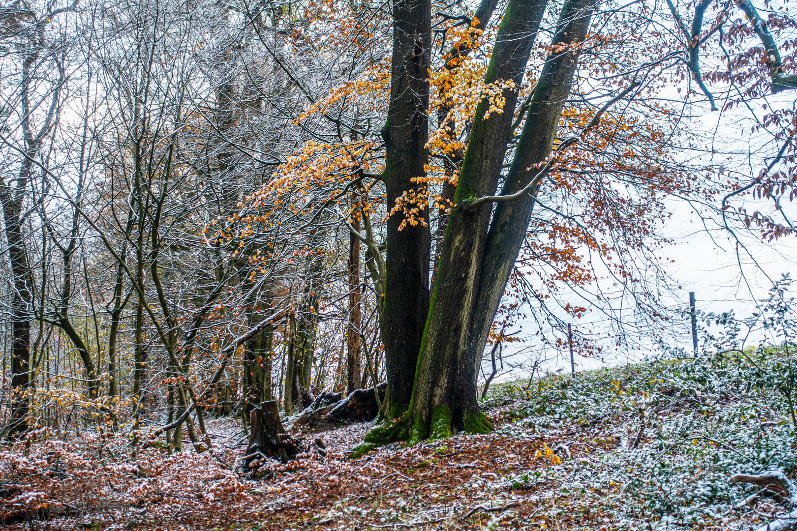 zwischen Herbst und Winter (2)