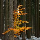 zwischen Herbst und Winter