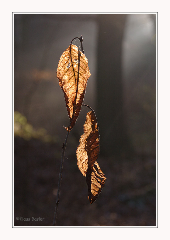 zwischen Herbst und Winter