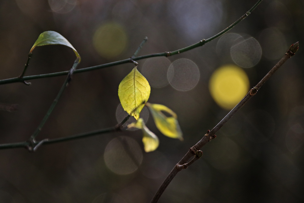 zwischen Herbst und Winter