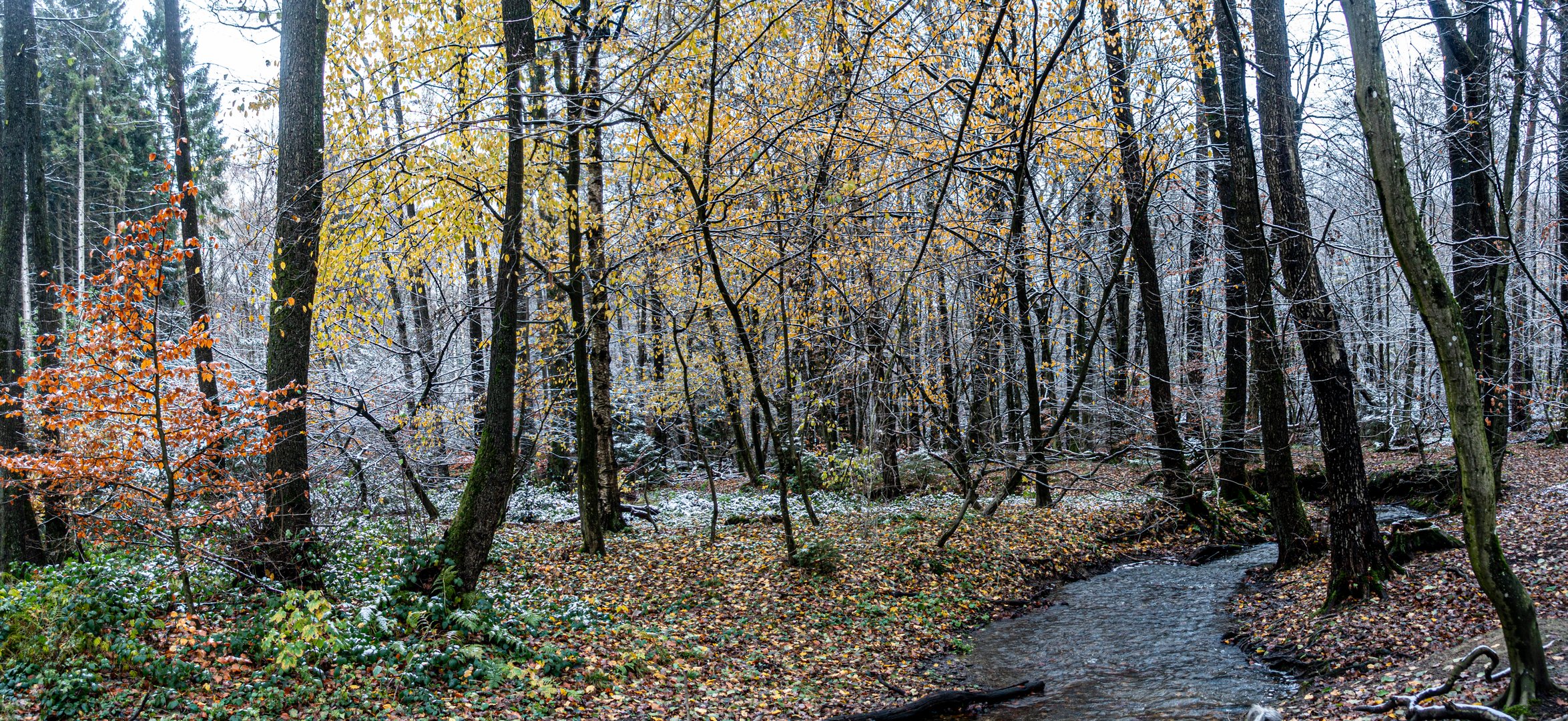 zwischen Herbst und Winter Panorama