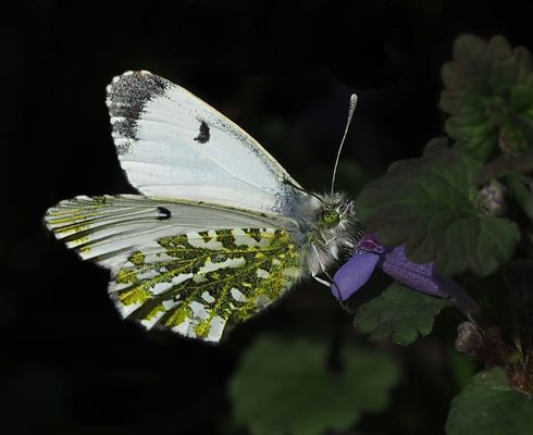 ZWISCHEN HIMMEL & ERDE: DIE AURORA IN IHRER SCHÖNSTEN FORM