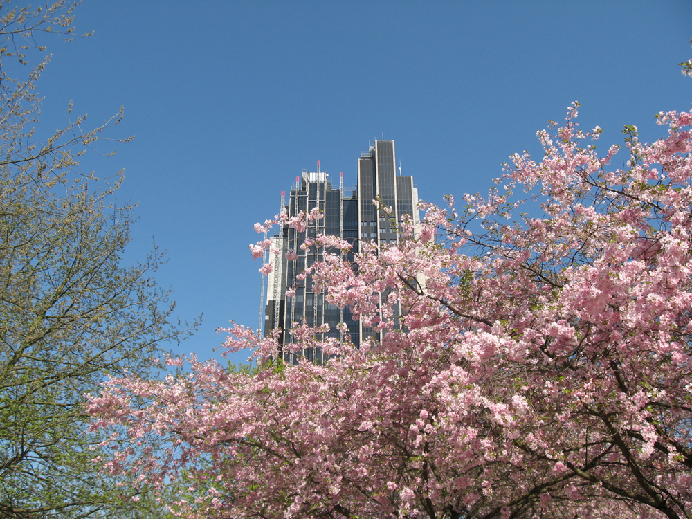 Zwischen Kirschblüte und Großstadt