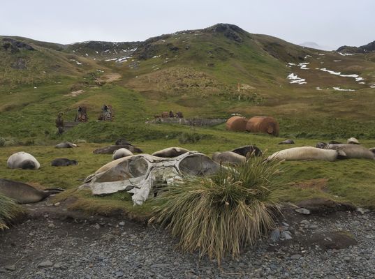 zwischen Knochen und und lebenden Tieren