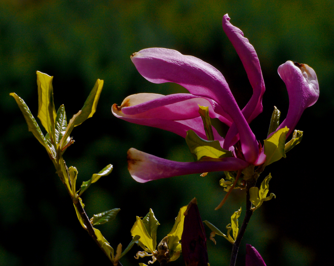 Zwischen Knospe und Blüte