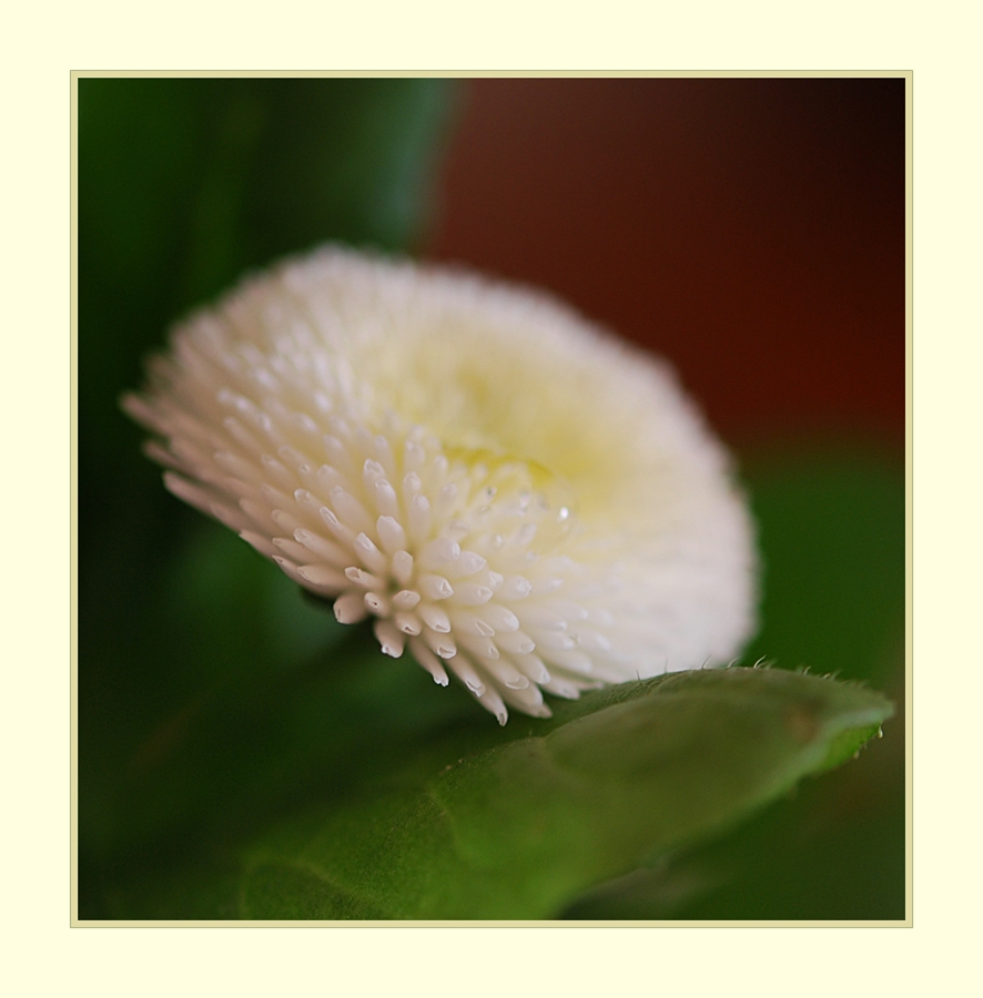 zwischen Krokus und Blausternchen