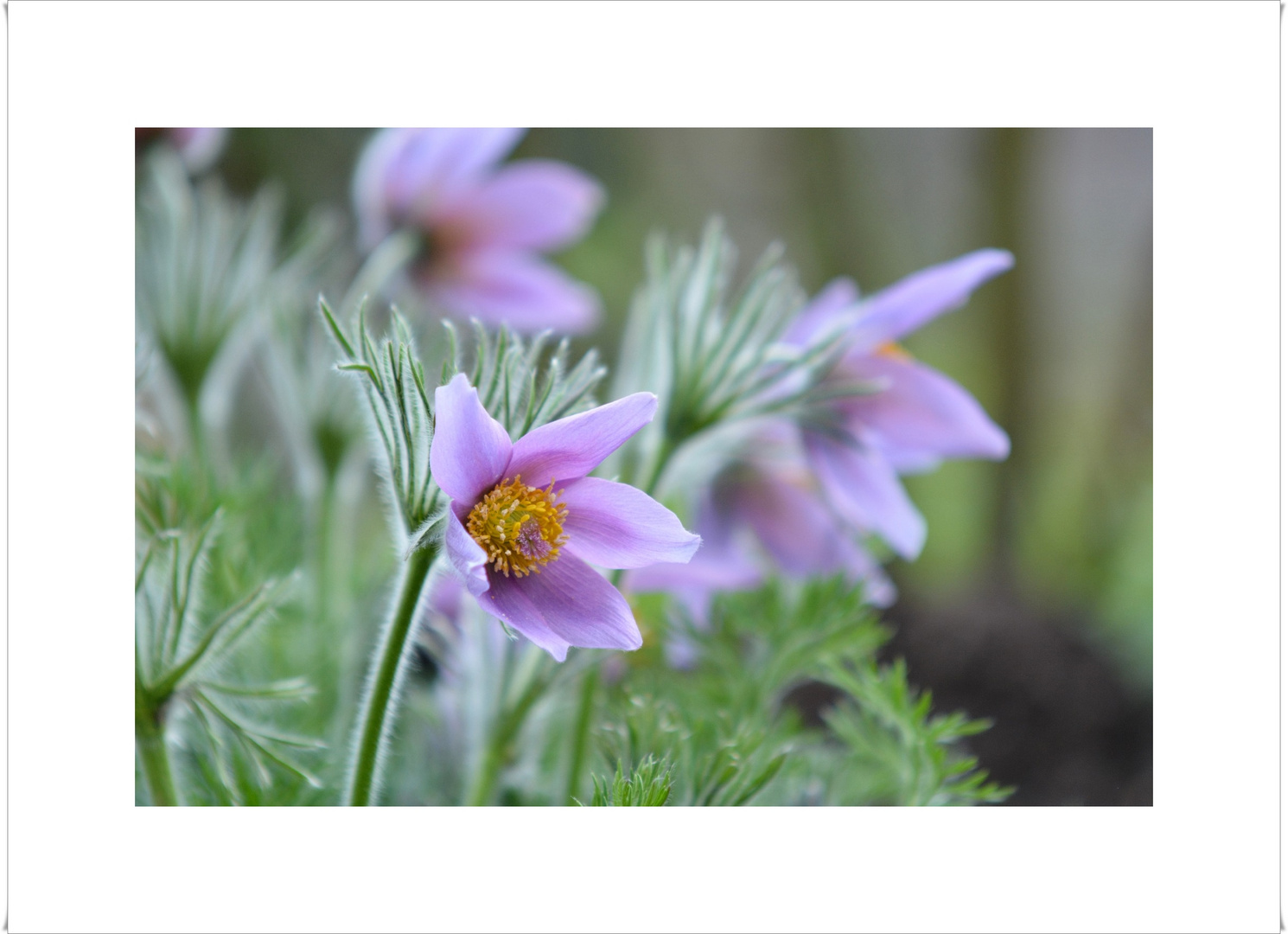 Zwischen Krokus und Tulpe