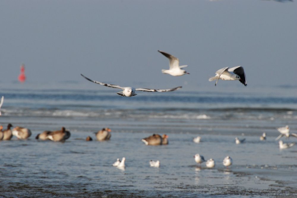 Zwischen Laboe und Stein II