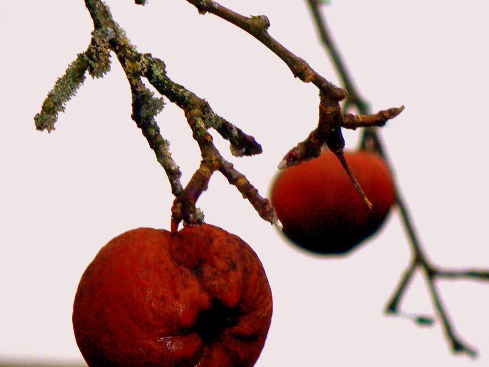 zwischen leben und tod