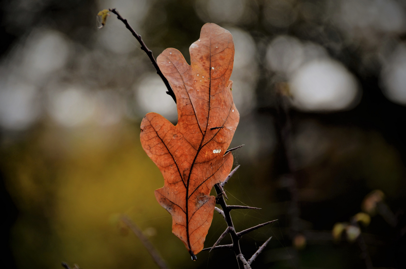 Zwischen Leben und Tod.....