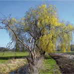 Zwischen Leben und Tod