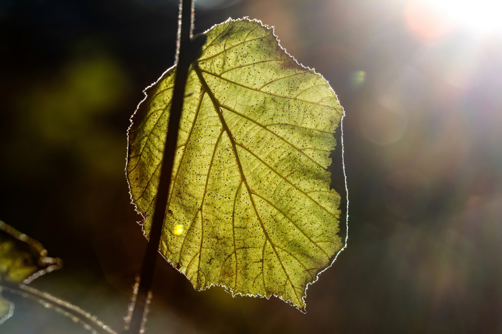 Zwischen Licht und Schatten.