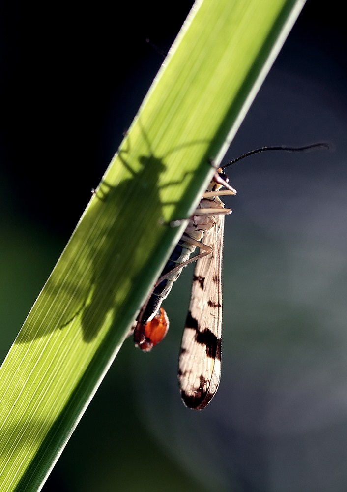 zwischen licht und schatten